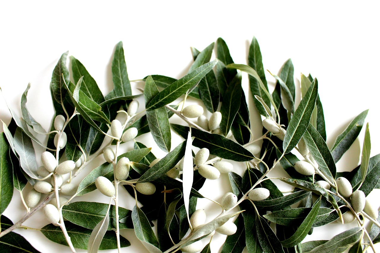 olive-leaf-2657695_1280 olive-leaf-2657695_1280